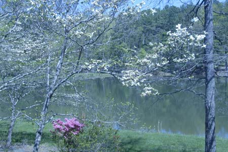 view from deck spring7